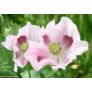 Imagine 3/3 - Opium Flower